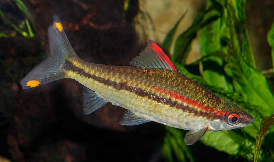 Denison Barb