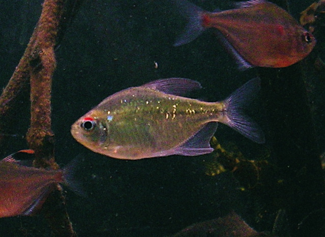 Diamond Tetra