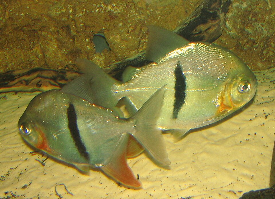 Disk Tetra