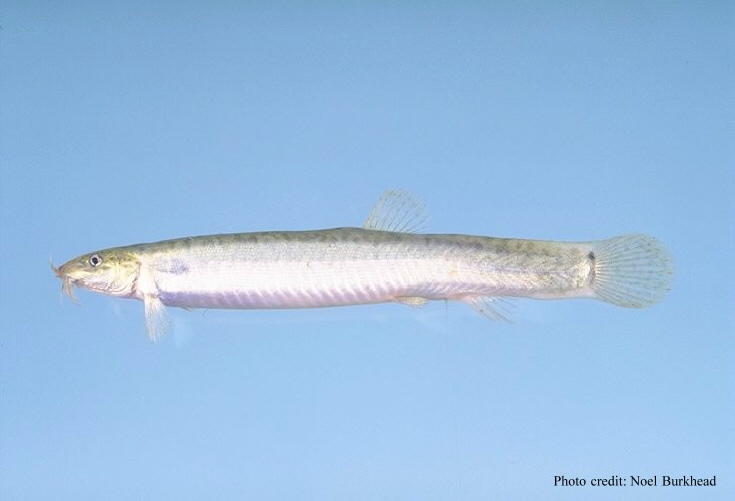 Dojo Loach