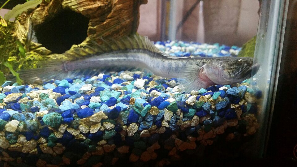 Dragon Goby