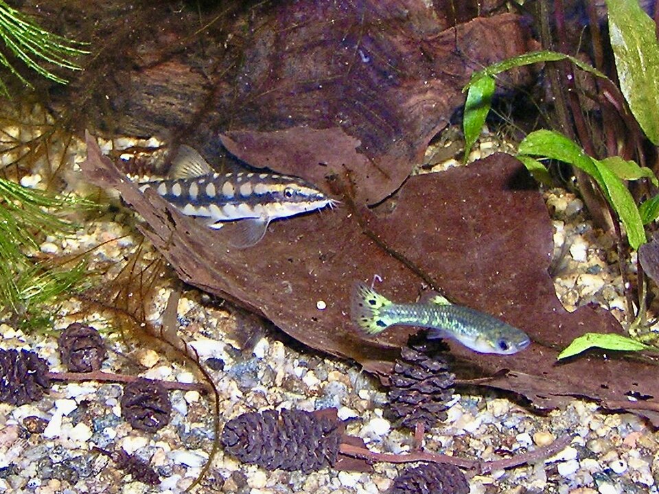 Dwarf Chain Loach