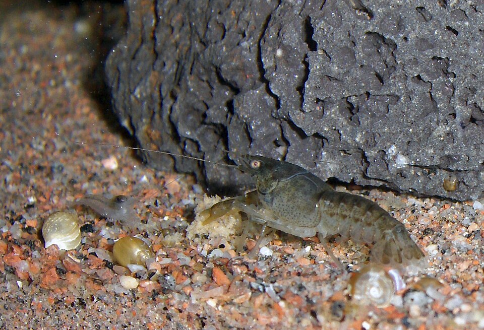 Dwarf Crayfish