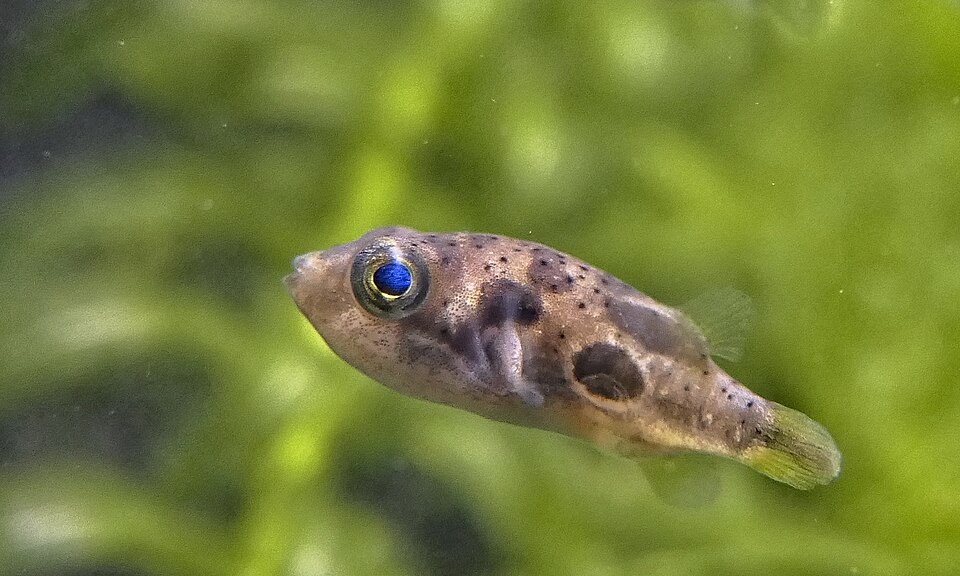 Dwarf Pea Puffer