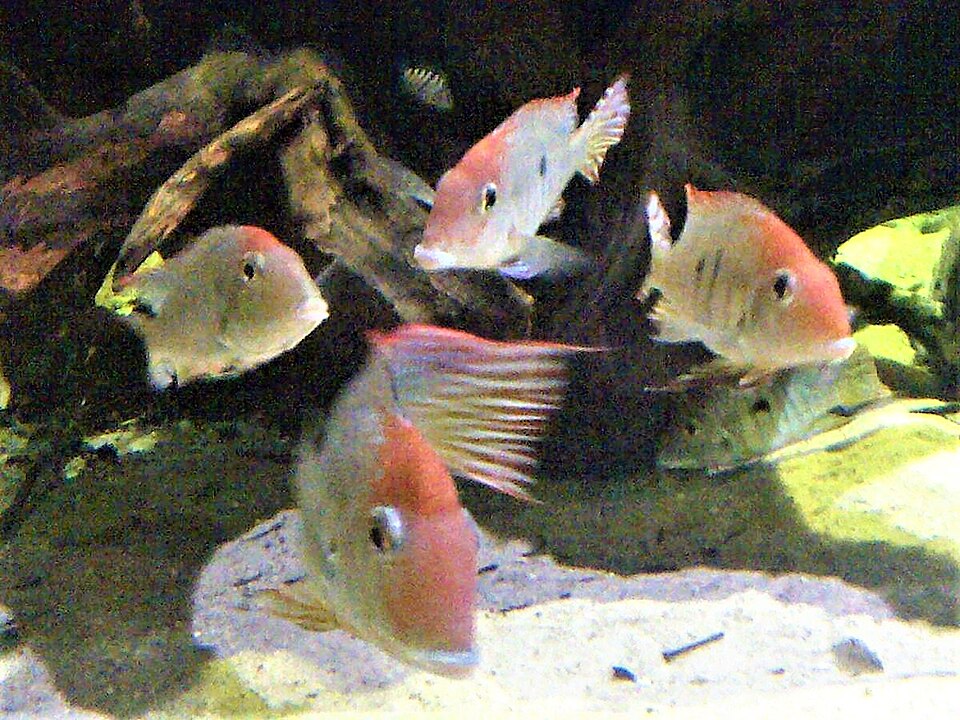 Earth Eater Geophagus Tapajos