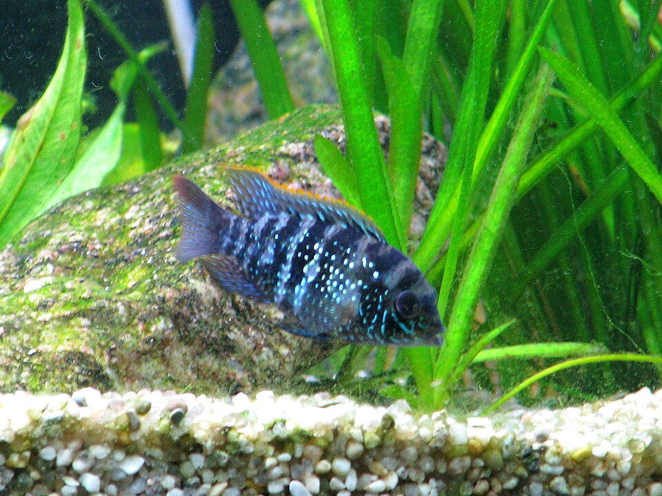 Electric Blue Acara