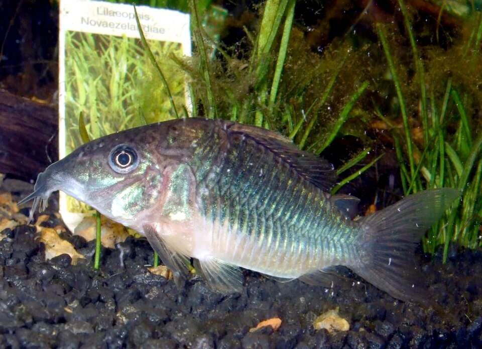 Emerald Corydoras