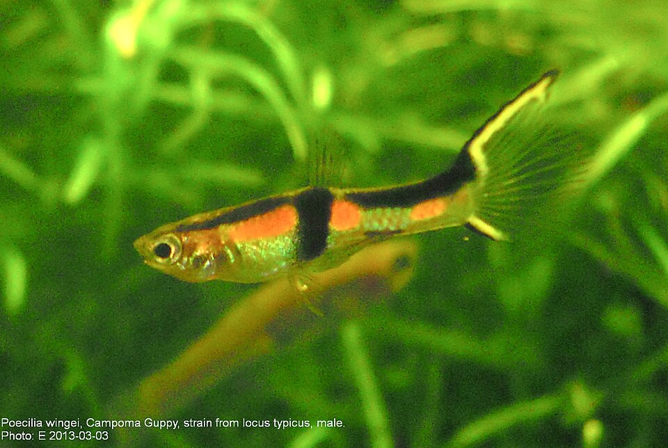 Endler's Livebearer