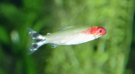 False Rummy Nose Tetra
