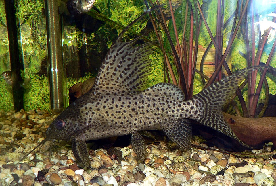 Featherfin Catfish