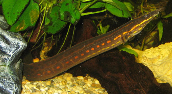 Fire Eel