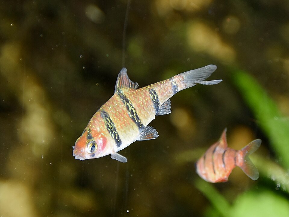Five Banded Barb