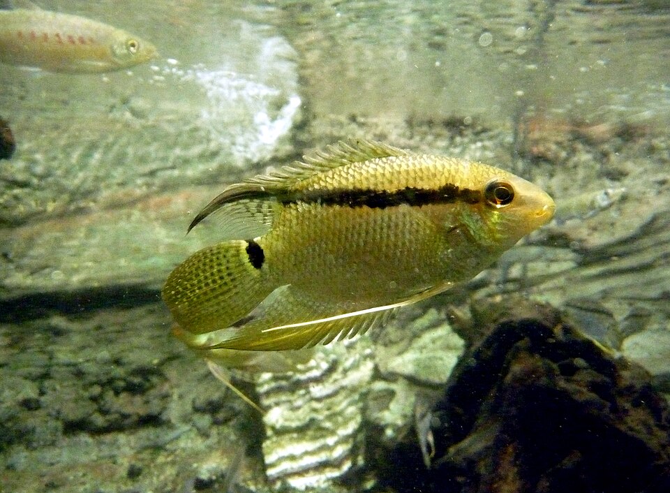 Flag Cichlid