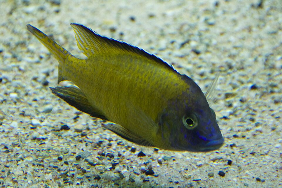Flavescent Peacock