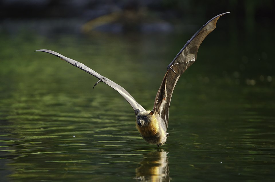 Flying Fox