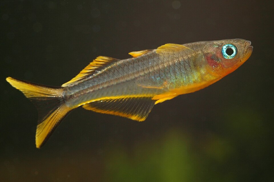 Forktail Rainbowfish