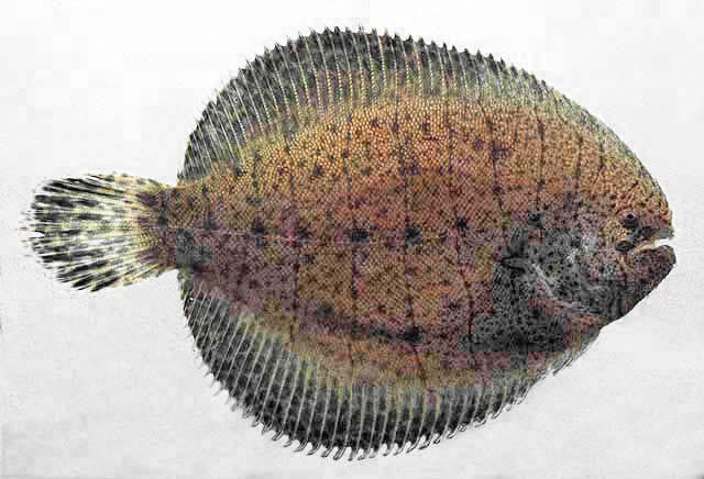 Freshwater Flounder