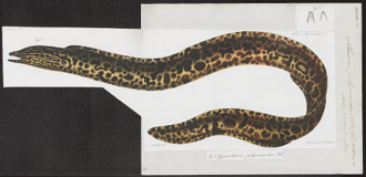 Freshwater Moray Eel