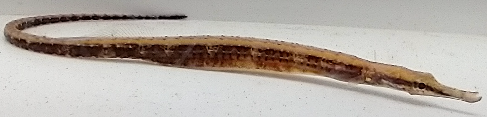 Freshwater Pipefish