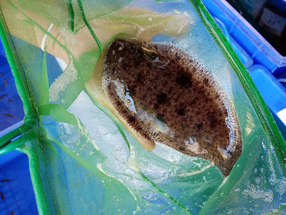 Freshwater Sole