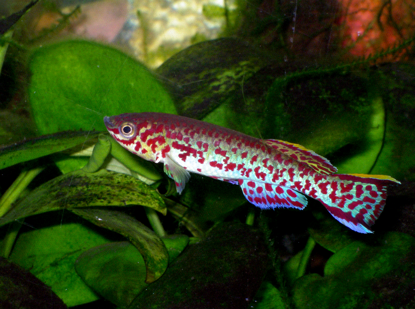 Gardneri Killifish