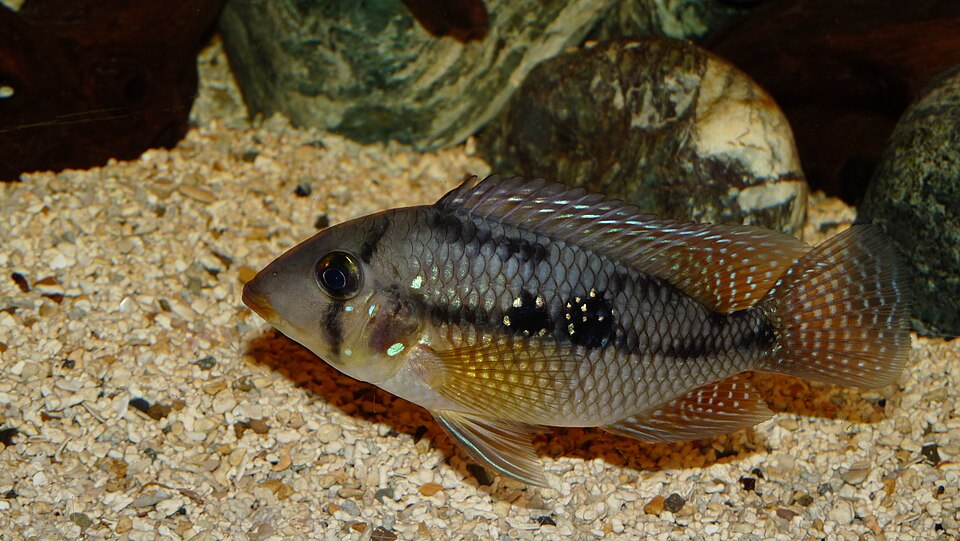 Geophagus Brasiliensis