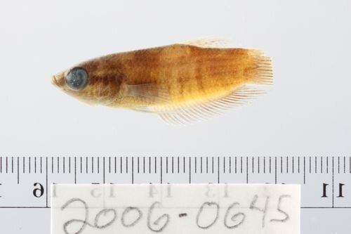 Giant Betta