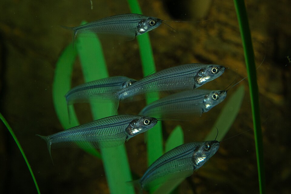 Glass Catfish Indian