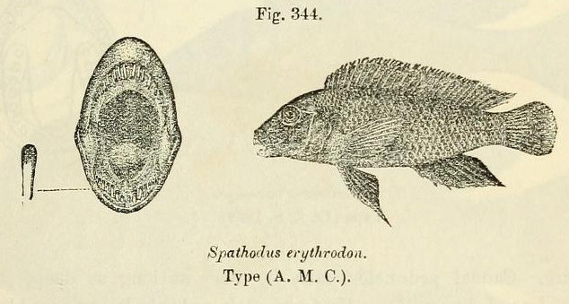 Goby Cichlid