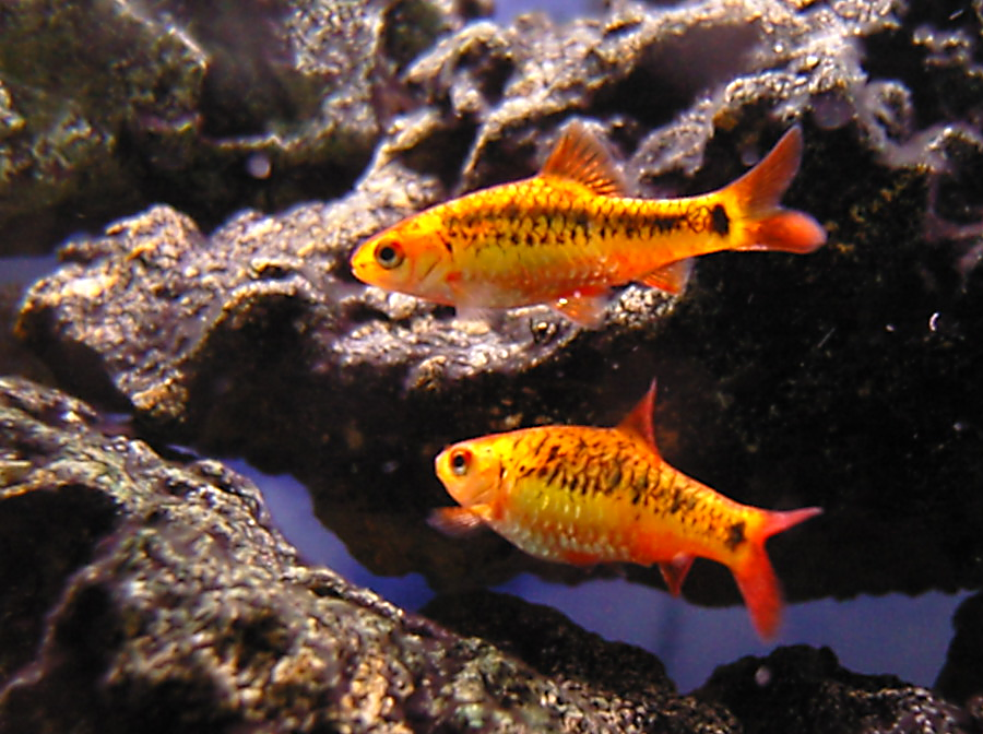Gold Barb