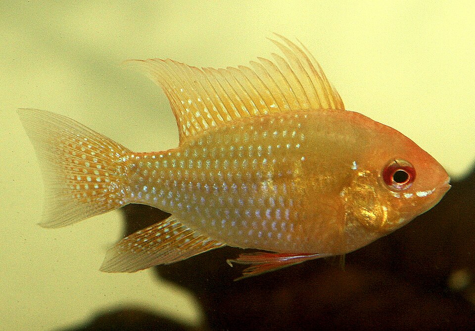 Gold Ram