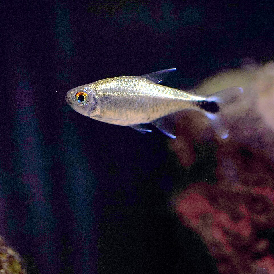 Gold Tetra