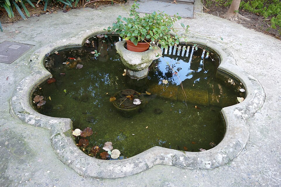 Common Goldfish