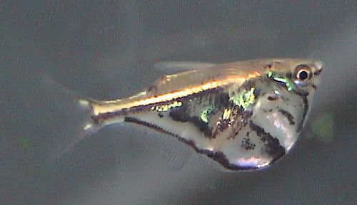 Hatchetfish
