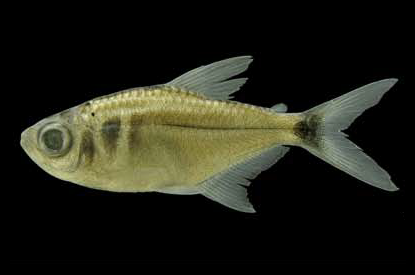Head and Tail Light Tetra