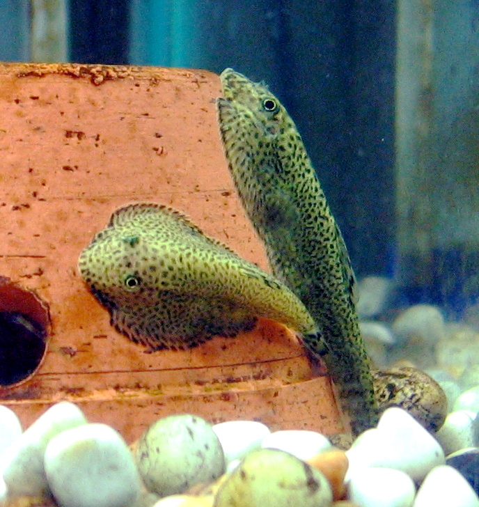 Hillstream Butterfly Loach