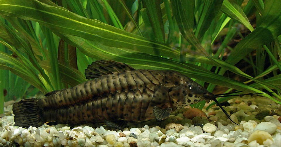 Hoplo Catfish