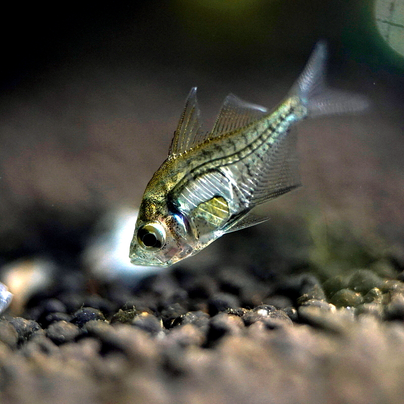 Indian Glassfish