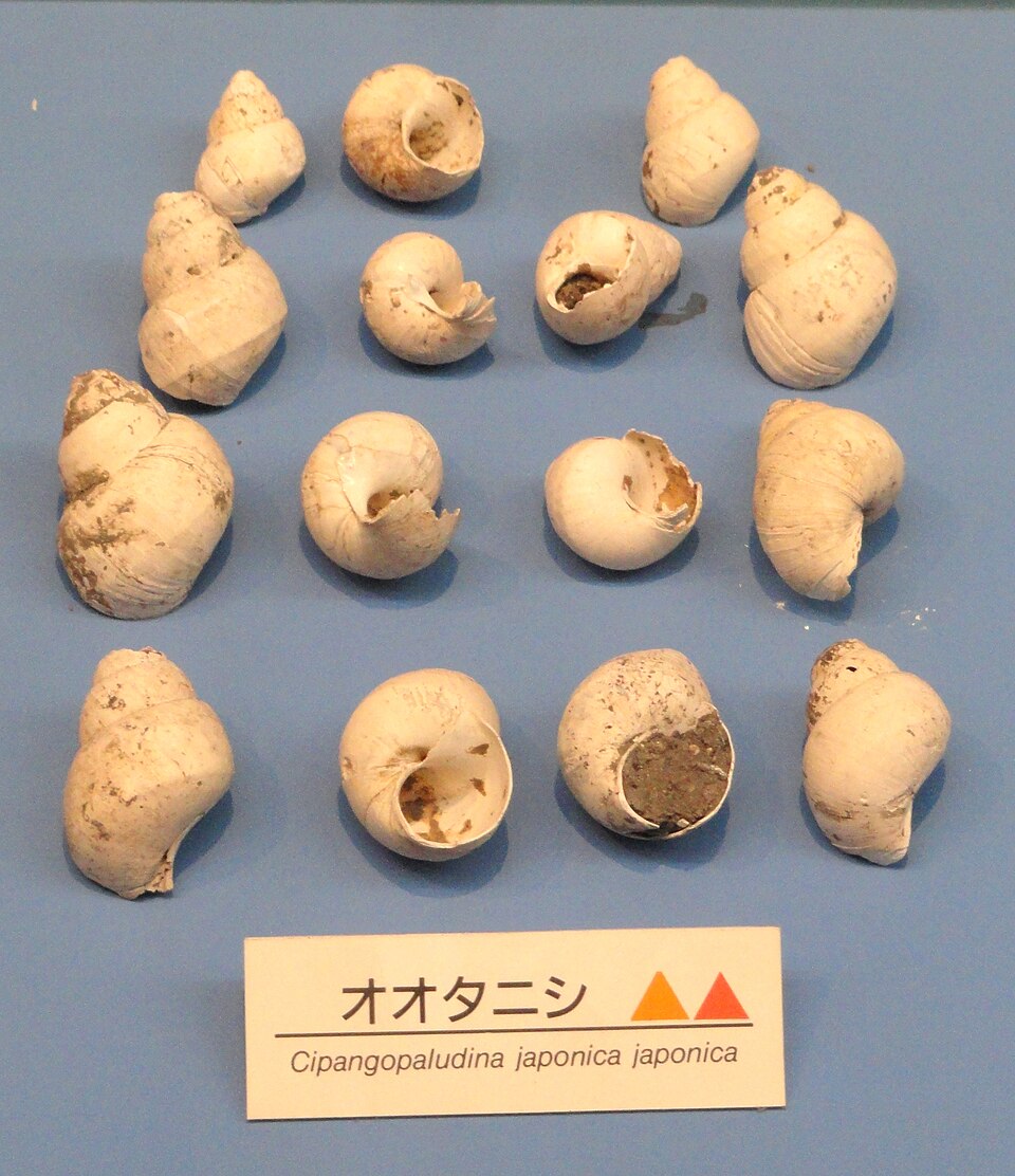 Japanese Trapdoor Snail
