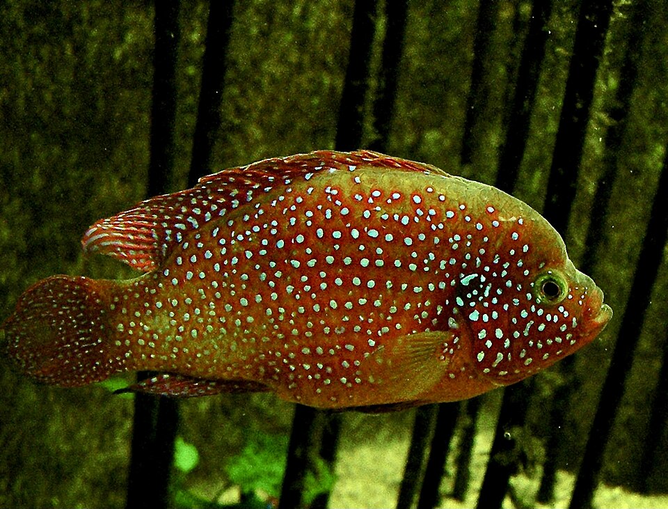Jewel Cichlid