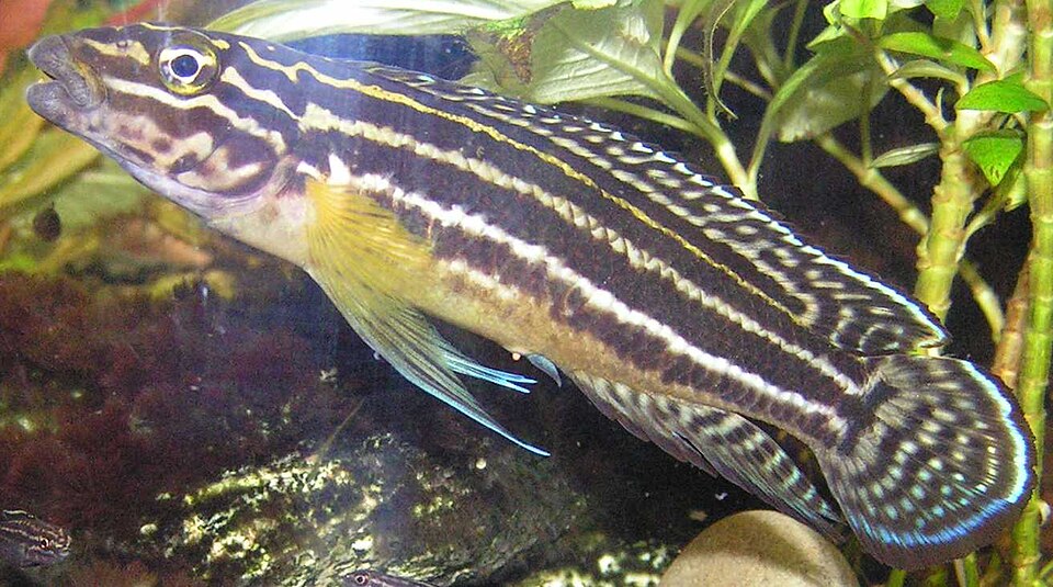 Julie Cichlid