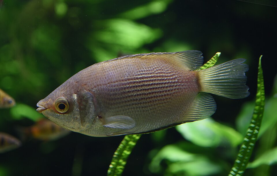 Kissing Gourami