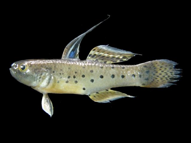 Knight Goby