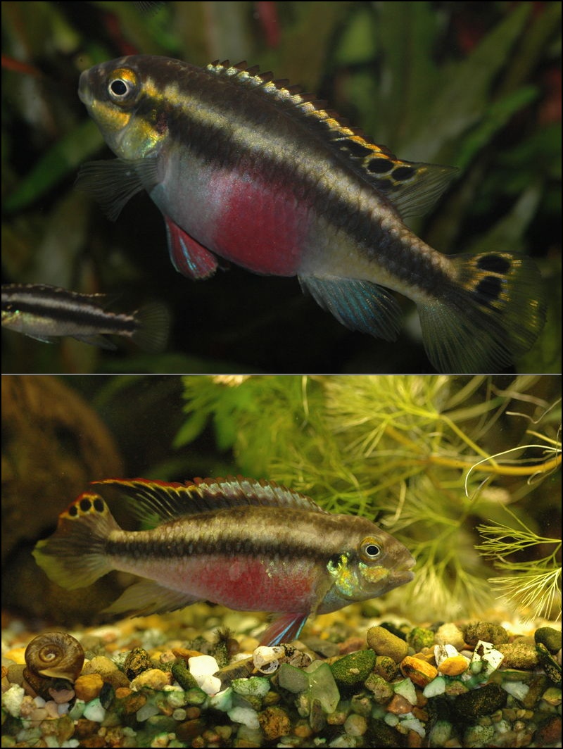 Kribensis