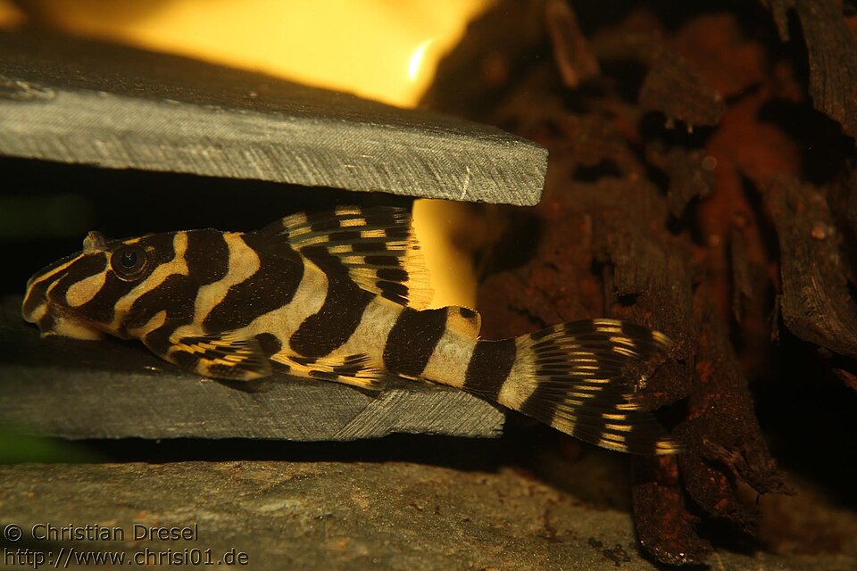 L134 Leopard Frog Pleco