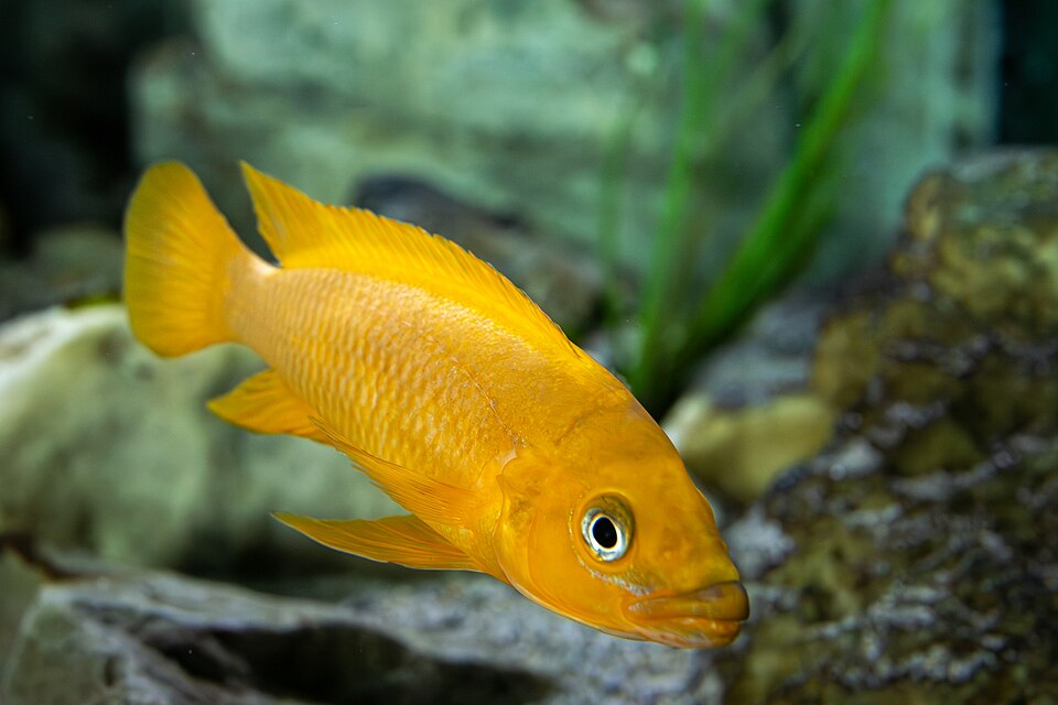 Leleupi Cichlid