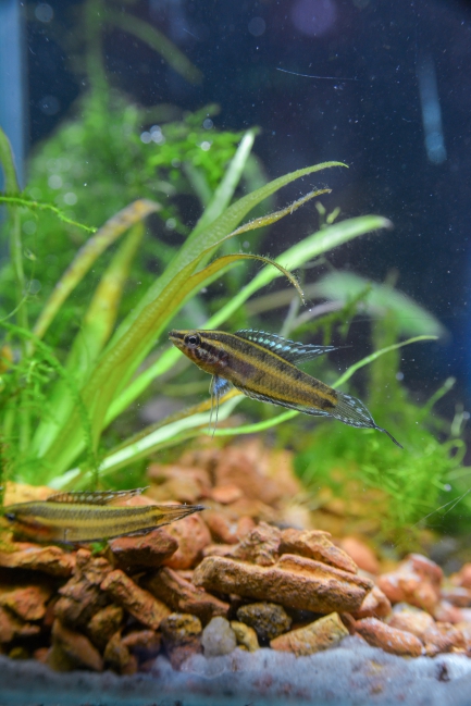 Licorice Gourami