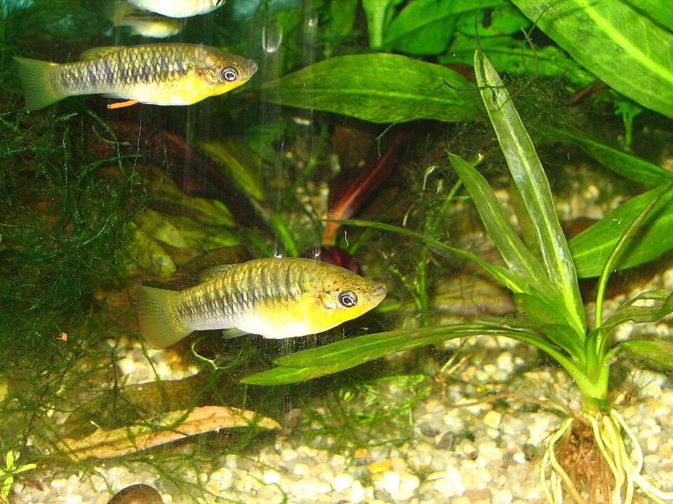 Limia Nigrofasciata