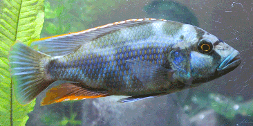 Livingstoni Cichlid