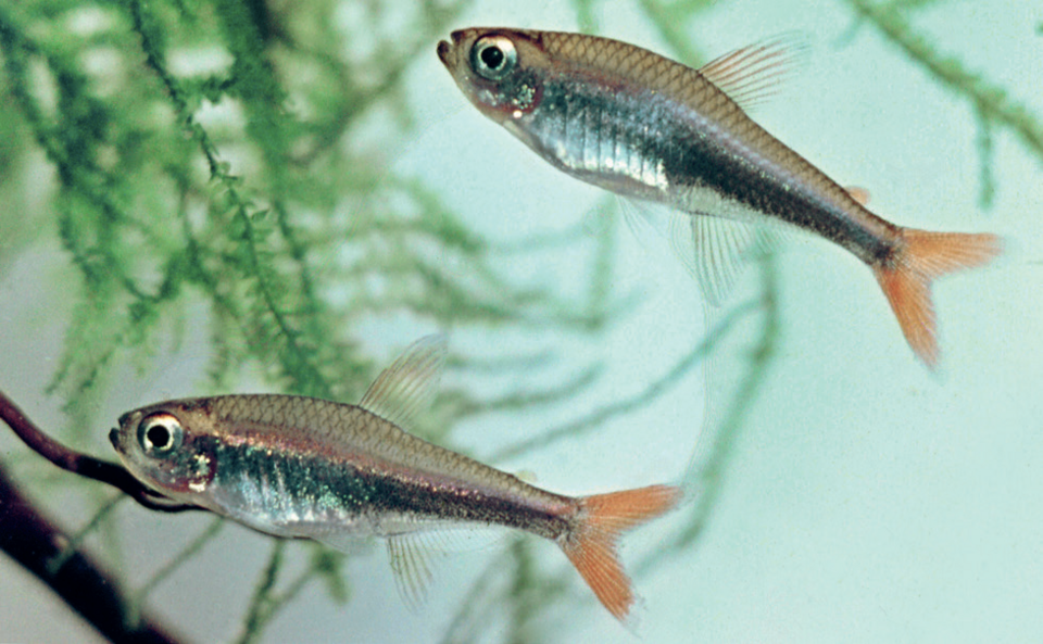 Loreto Tetra